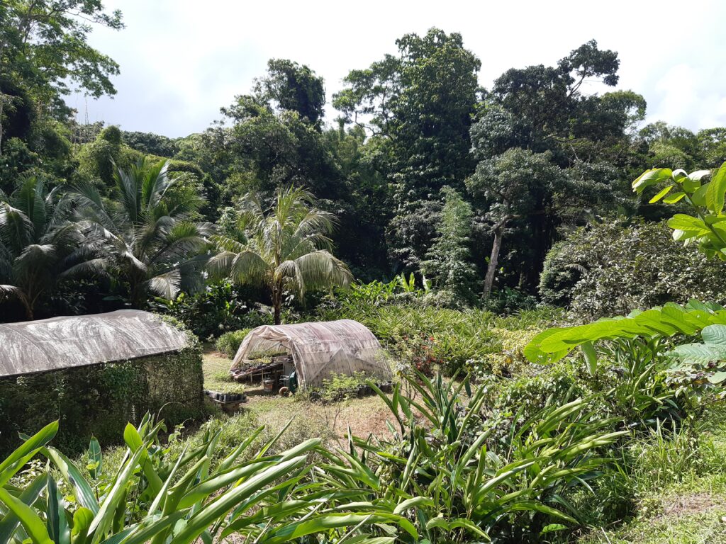 jardin cultivé par Herboristerie Créole