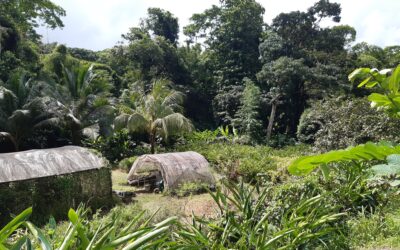 Trophées de l’Agroécologie priment l’Herboristerie Créole